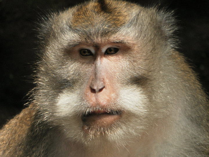 Monkey in the Ubud Sacred Monkey Forest