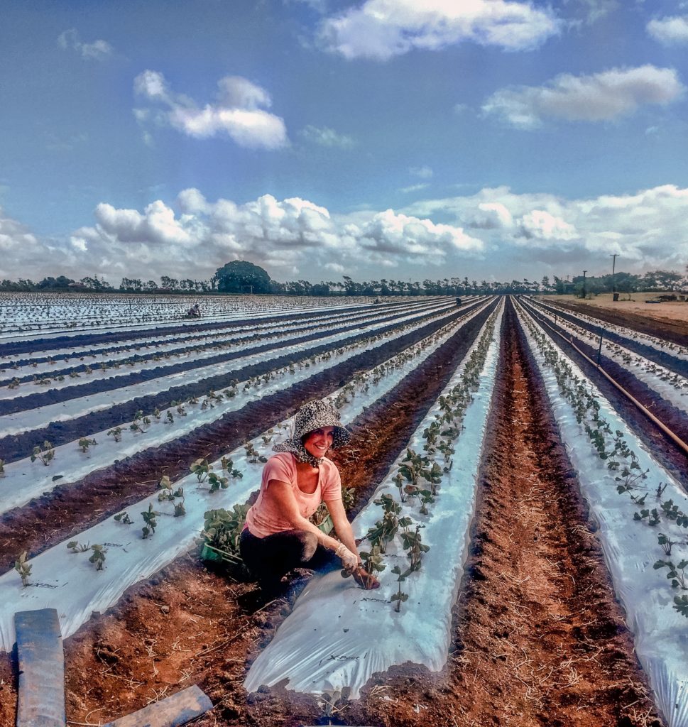 Bundaberg farm work dingo blue planting strawberries