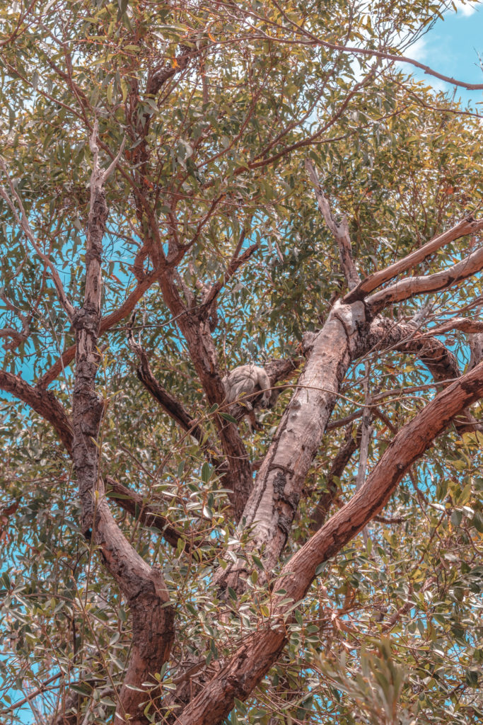a Koala in a tree on the Forts Walk