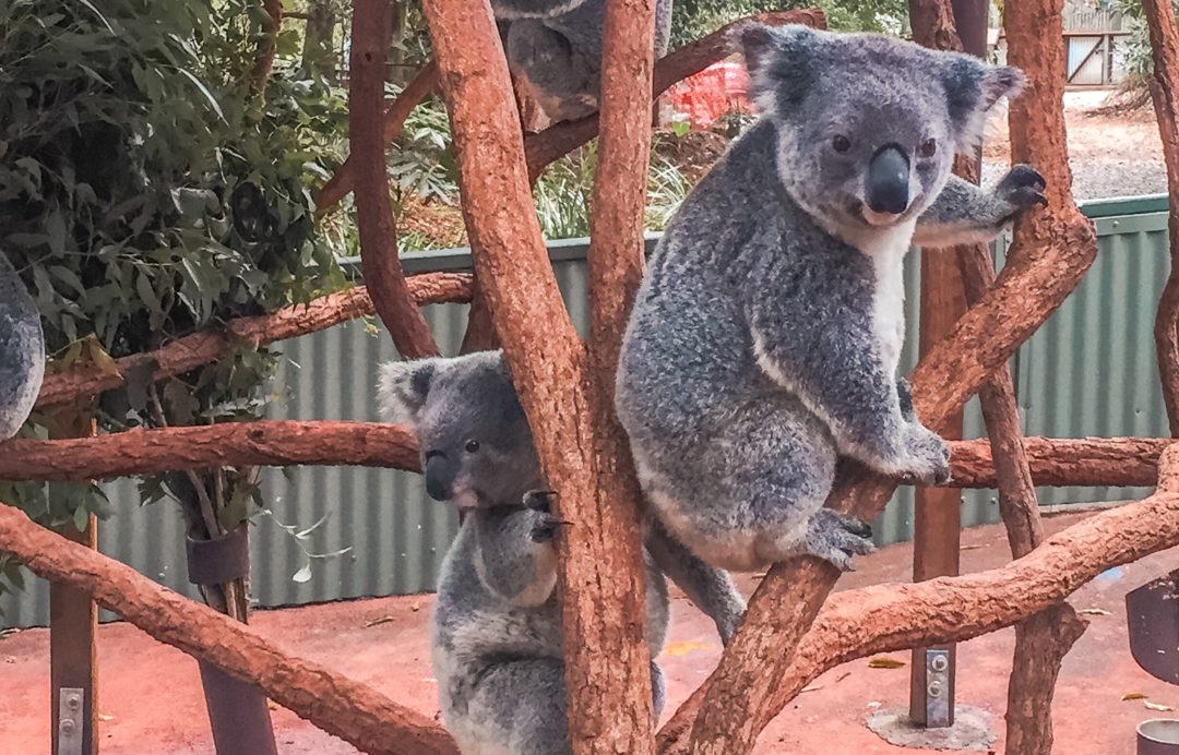 Hold or a cuddle a Koala in Australia