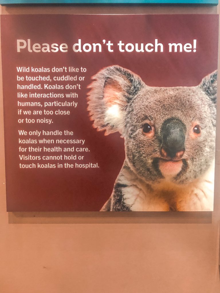 A koala does not like it if you hold or cuddle it