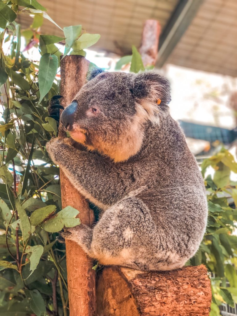 A beautiful koala