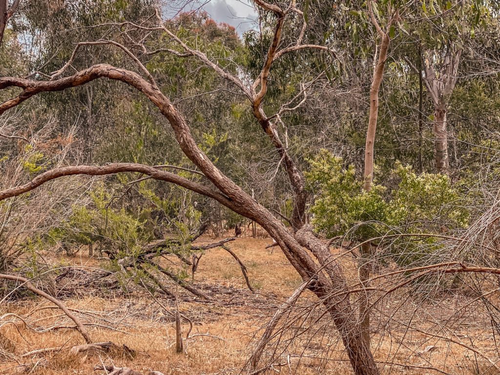 kangaroo in melbourne westerfolds park