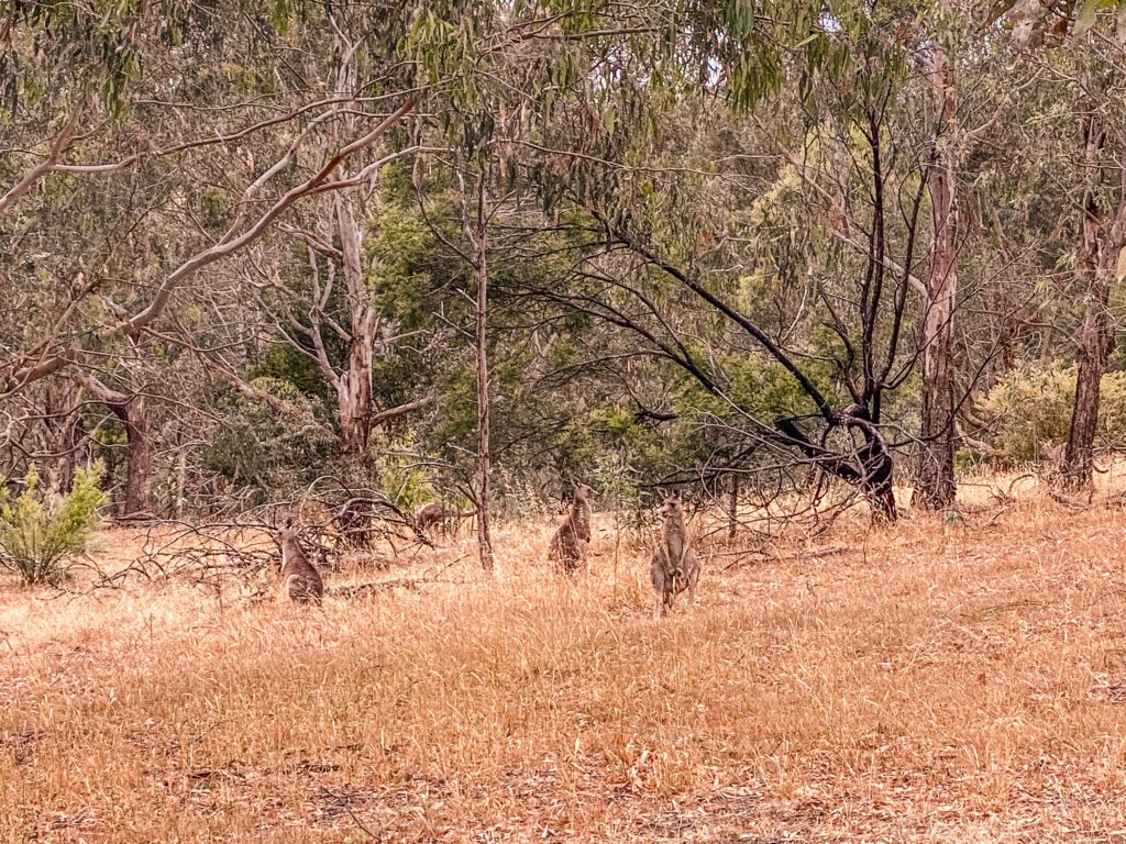 kangaroos in melbourne