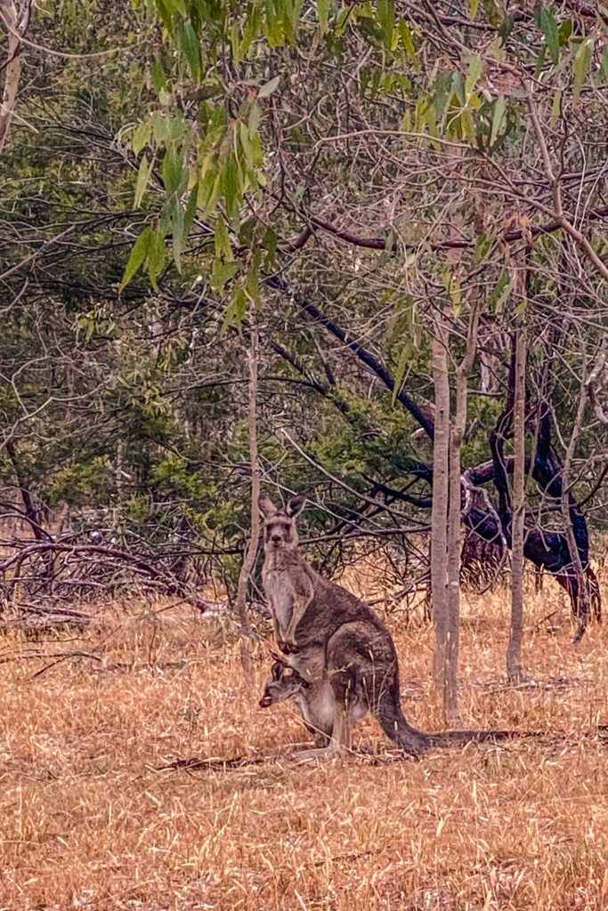 a mum kangaroo and her joey in melbourne