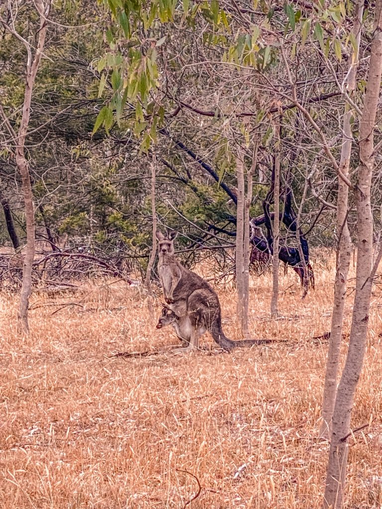 Spotting wild kangaroos is one of the free things  to do in Melbourne