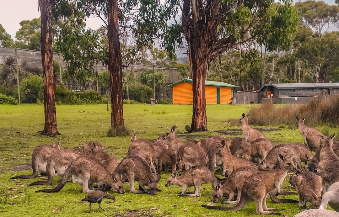 lots of kangaroos
