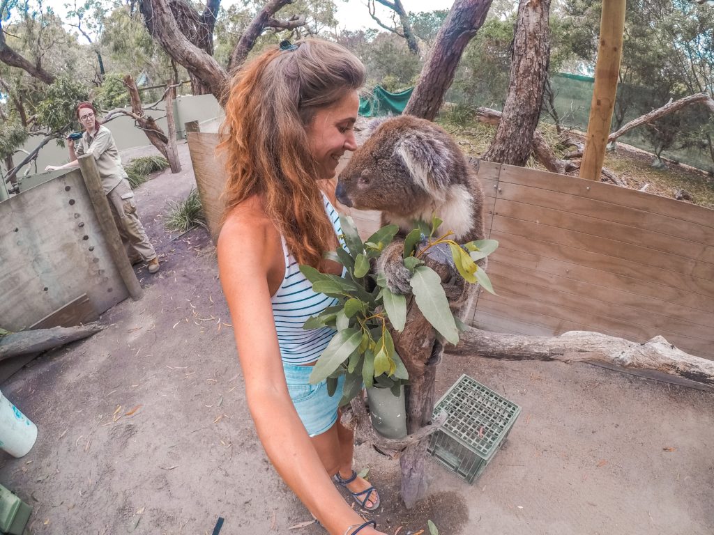 Cute koala at moonlit sanctuary