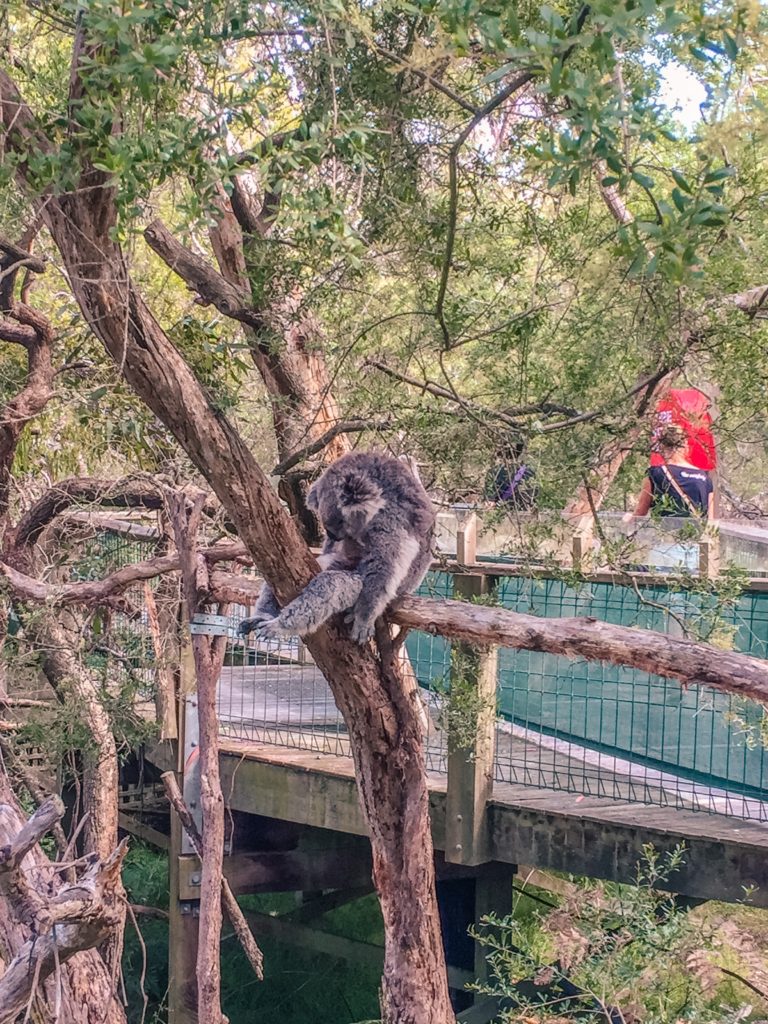 koala philip island day trip melbourne